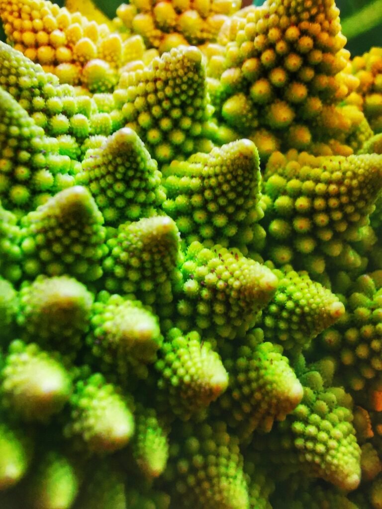 Natural fractals patterns